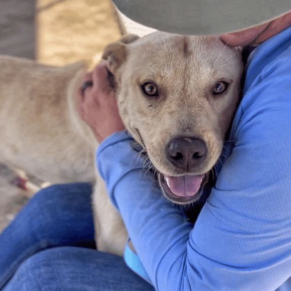Jocko, a 2 yr old blonde labrador pitbull mix available for adoption at Marley's Mutts in Tehapachi, CA. He's being hugged with a big smile on his face!
